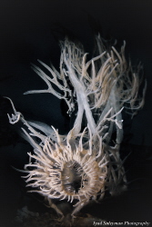 Nudibranch Melibe Colomani by Iyad Suleyman 